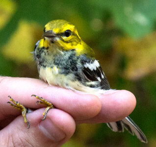 Black-throated Green Warbler being held photo