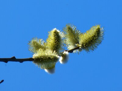 Kitten pollen palm kitten