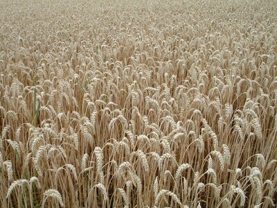 Grain field wheat field photo
