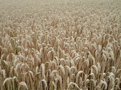 Grain field wheat field