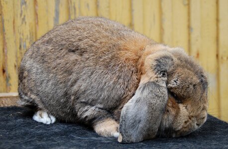 Animal cute bunny photo