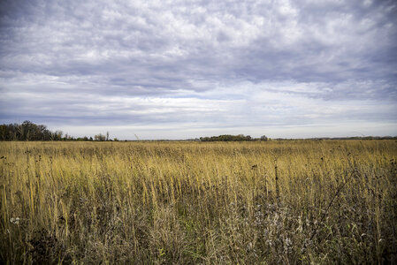 Prairie Landscape at Faville Grove