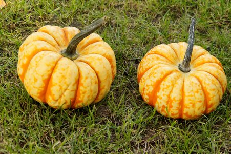 Autumn october decoration