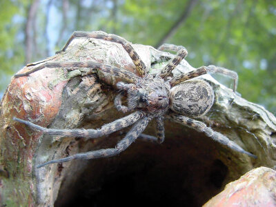 Fishing spider-2