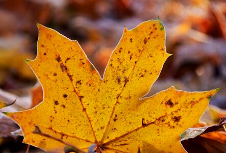 Autumn autumn season colorful