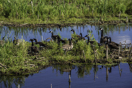Group of Geese on a stretch of land in the pond
