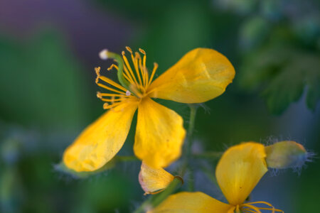 spring flower