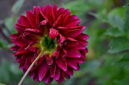 Nature garden macro photo