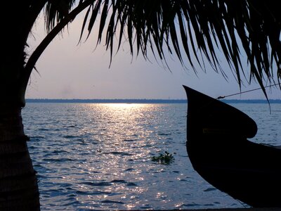 Palm backwaters india photo
