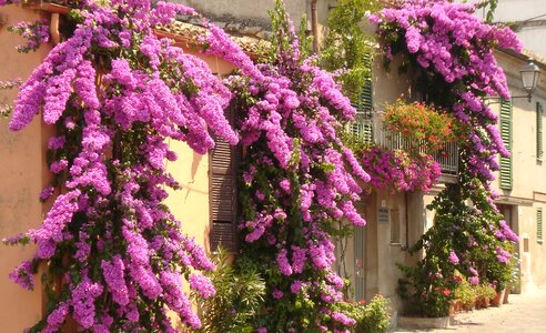 Atri abruzzo floral