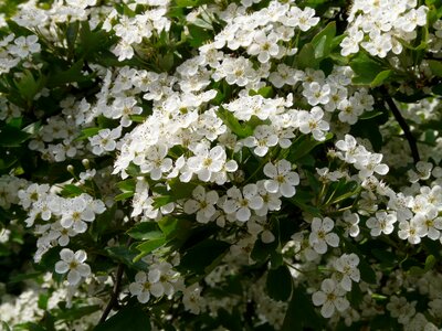 Pear blossom pear blossom