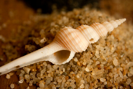 Sea Sand Shell