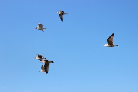 Flying seagull birds freedom photo
