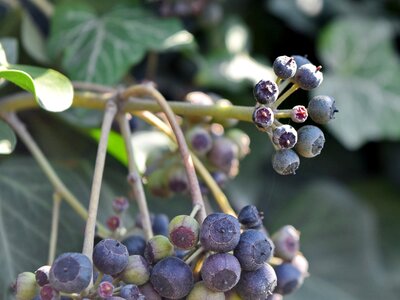 Ivy nature berry photo