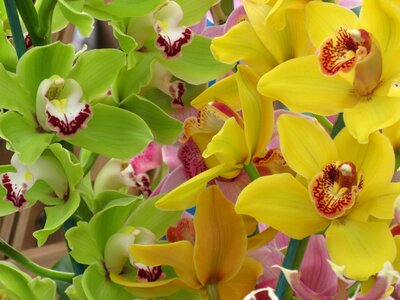 Tropical plant yellow