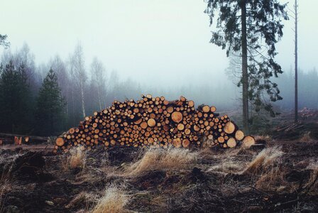 Forest stack wood pile photo