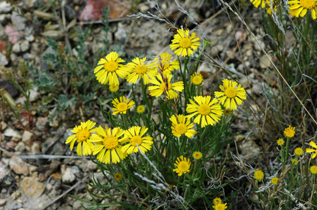Butte marigold