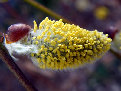Spring branches plant