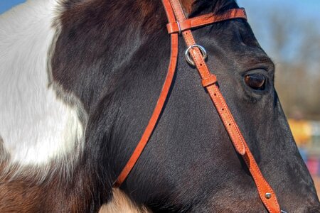 Tack stallion equestrian photo