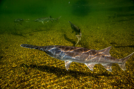 Paddlefish-1