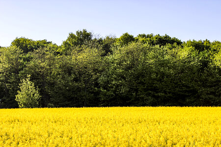 Yellow and Green photo