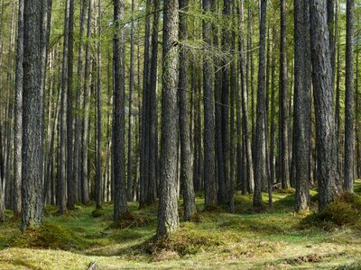 Tree trunks strains fairy tale forest photo