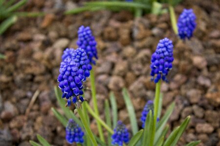 Spring violet nature photo