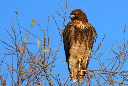 Red-tailed Hawk-1 photo