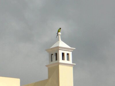 Building parrot 