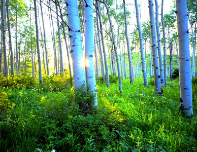 Morning woods colorado