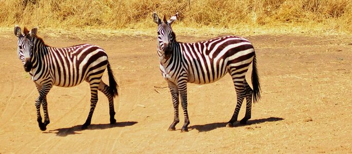 Animal baby zebra funny photo