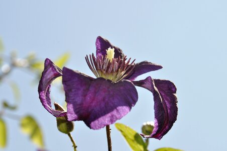 Bloom purple flower anna lina artline photo