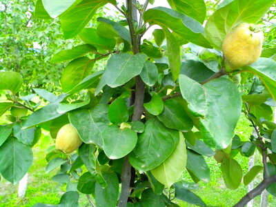 Fruit quince ripe fruit photo