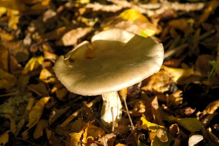 Giant rötling entoloma sinuatum rötling relative