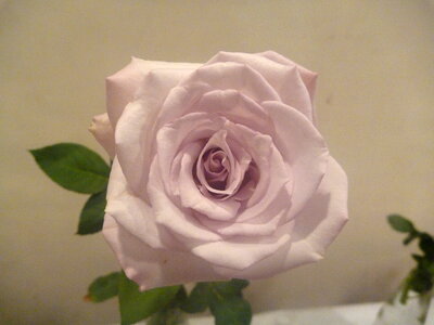 White Pink Rose photo