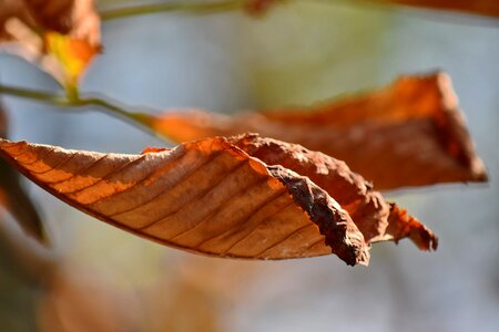 Autumn Season dry leave photo