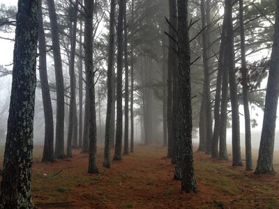 Nature landscape mist photo