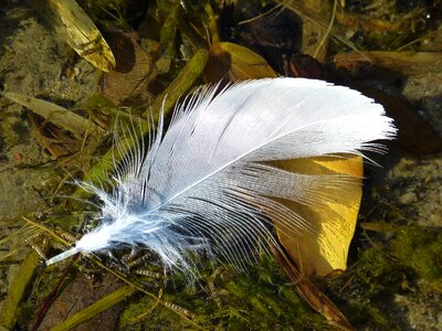 Close up white bird
