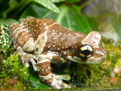 Amphibian frog toad tree frog photo