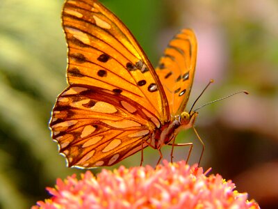 Pingo-silver butterfly gulf fritillary butterfly