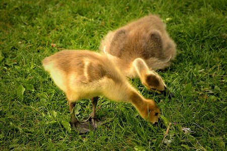 Canada goose gosling looking for food on the grass photo