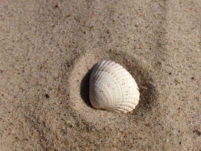 Seashell sand beach nature