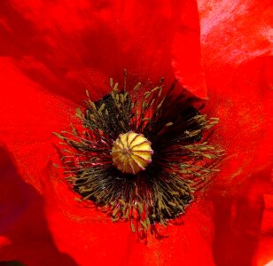 Red macro close-up photo