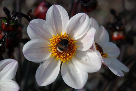 Anemones leaf nature photo