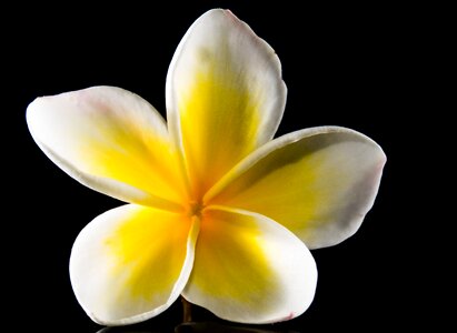 White yellow frangipani