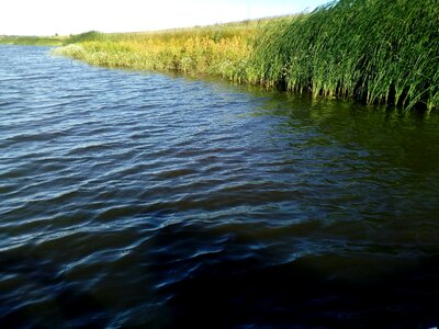 Coastline marshland swamp