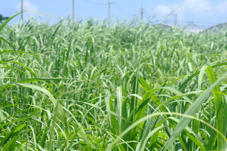 6 Sugarcane field photo