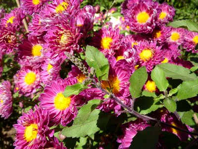 Crisanthamus floral plants