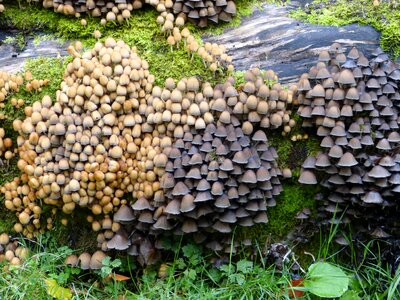 Colony forest nature