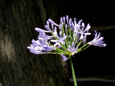 Purple flower alium garden